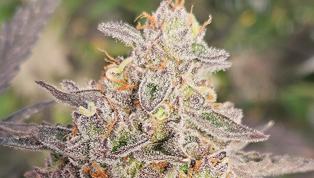 PharmaCrop Premium dried flower range